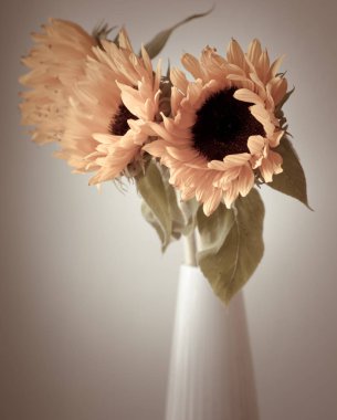 Seramik vazo içinde güzel sarı ayçiçeği