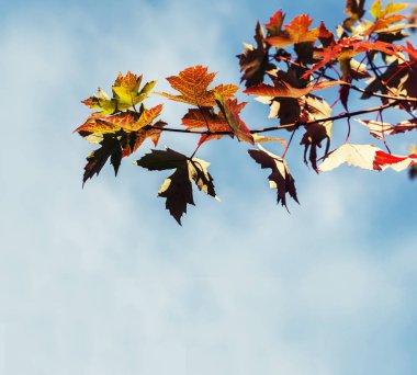 dallarda sarı dönüm yaprakları 