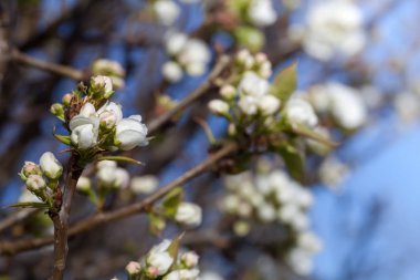 çiçekli ağaç dalları