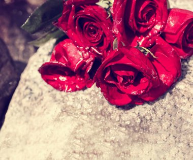 taş üzerinde kırmızı gül 