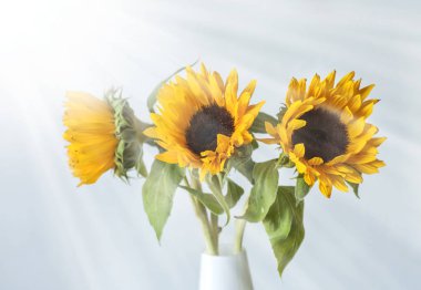 güzel sarı ayçiçeği 