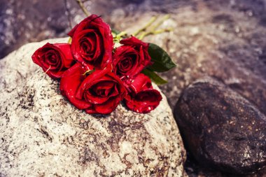 taş üzerinde kırmızı gül 