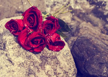 taş üzerinde kırmızı gül 