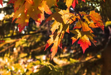 Ayrıntılı ağaç dalları sarı yaprakları ile