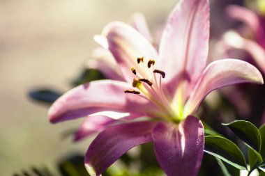 güzel pembe çiçek 