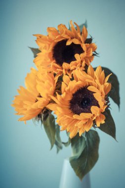 Seramik vazo içinde güzel sarı ayçiçeği
