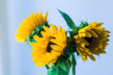 güzel sarı ayçiçeği