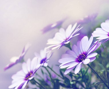 güzel papatya çiçekleri