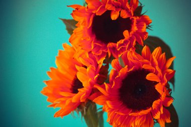 Parlak turuncu ayçiçeği 