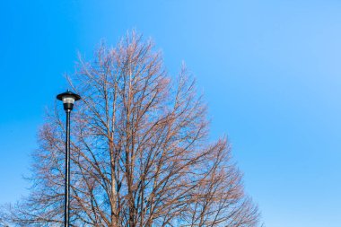 Sonbaharda kuru ağaç dalları