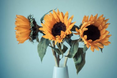 Seramik vazo içinde güzel sarı ayçiçeği