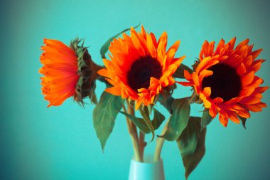 Parlak turuncu ayçiçeği 