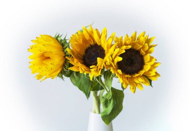 güzel sarı ayçiçeği 