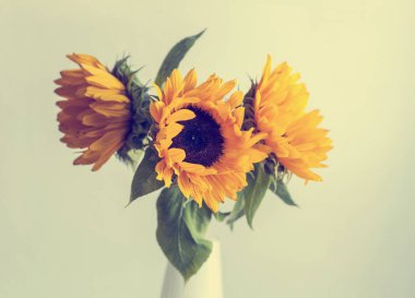 güzel sarı ayçiçeği 