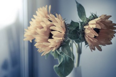 Seramik vazo içinde güzel sarı ayçiçeği