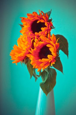 Parlak turuncu ayçiçeği 