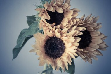 güzel sarı ayçiçeği