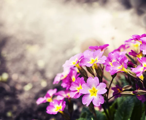 Fiori fioriti in giardino — Foto Stock