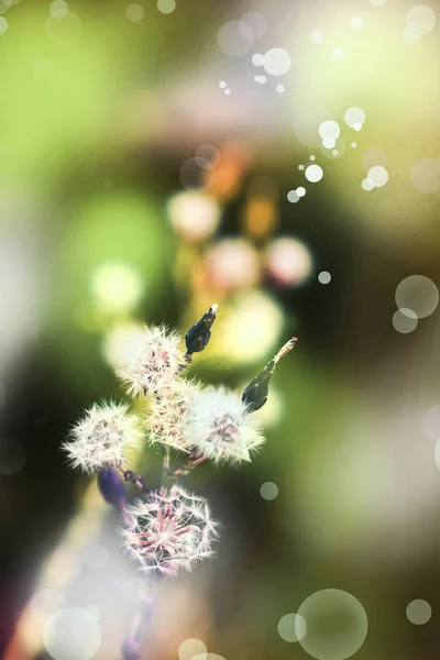 Vilda Växter Med Vita Blommor Ängen Solig Dag — Stockfoto