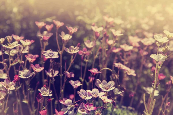 Beautiful Light Purple Flowers Meadow Sunny Day — Stock Photo, Image