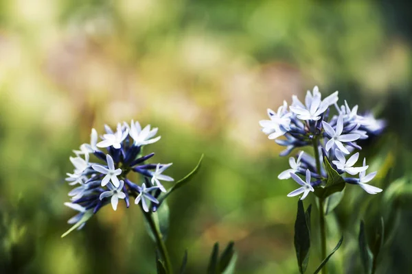 晴れた日に草原の白い花を持つ野生の植物 — ストック写真