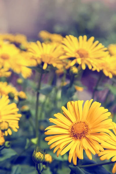 Gule blomster blomstrer i marken - Stock-foto