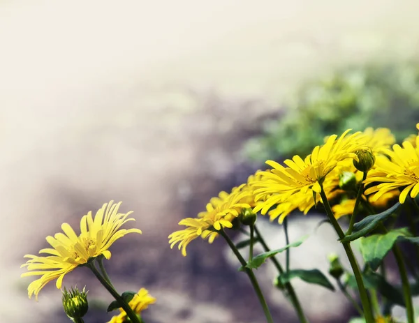 Gule blomster blomstrer i marken - Stock-foto