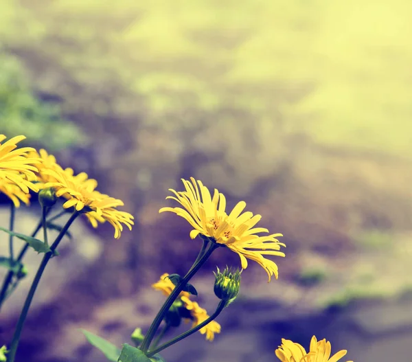 Fiori gialli che sbocciano nel campo — Foto Stock