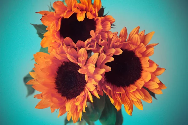 Zářivě oranžovou slunečnice — Stock fotografie