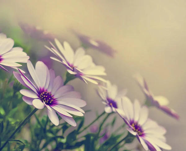 Stokrotka piękne kwiaty — Zdjęcie stockowe