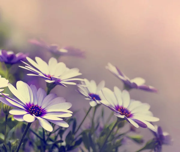 Schöne Gänseblümchen-Blumen — Stockfoto