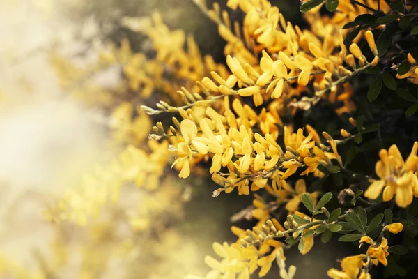 Bush Bright Yellow Flowers Sunny Day — Stock Photo, Image