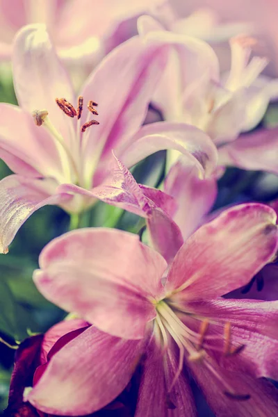 Fiori di giglio rosa — Foto Stock