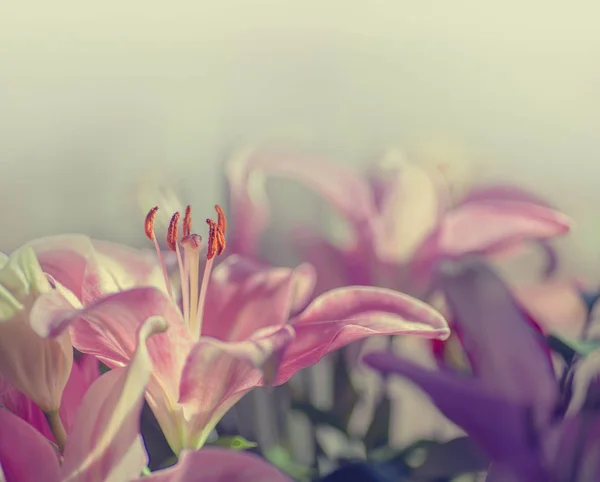 Flores de lirio rosa — Foto de Stock