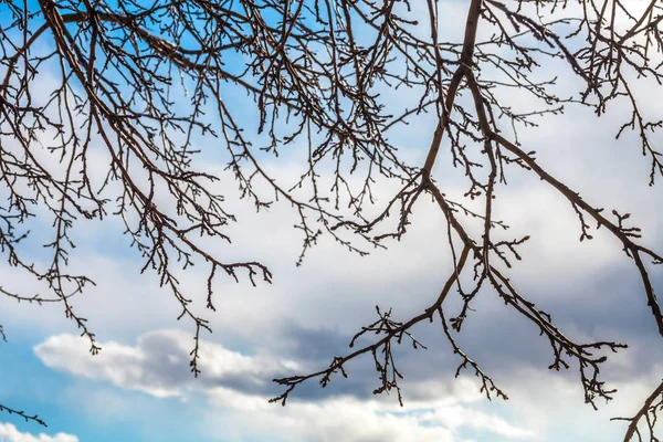 Torra trädgrenar i höst — Stockfoto