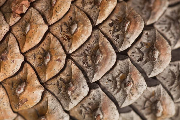 sorunsuz doku eski ağaç koni, yakın çekim    