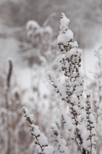 野生の冬花 — ストック写真