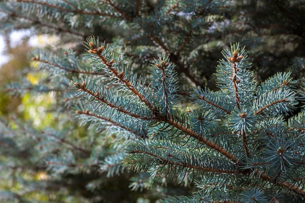 Blue pine tree branches — Stock Photo, Image