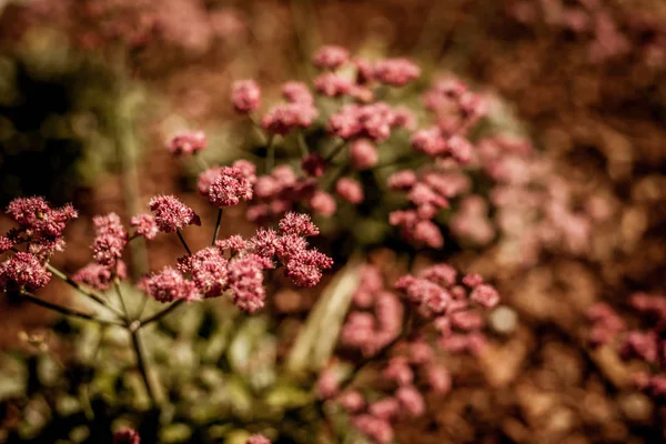 Mooie bloemen in de zon — Stockfoto