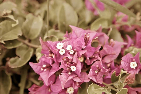 日差しの中で秋の美しいピンクの花 — ストック写真