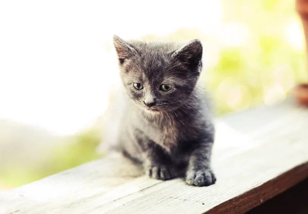 Gatinho cinzento bonito — Fotografia de Stock