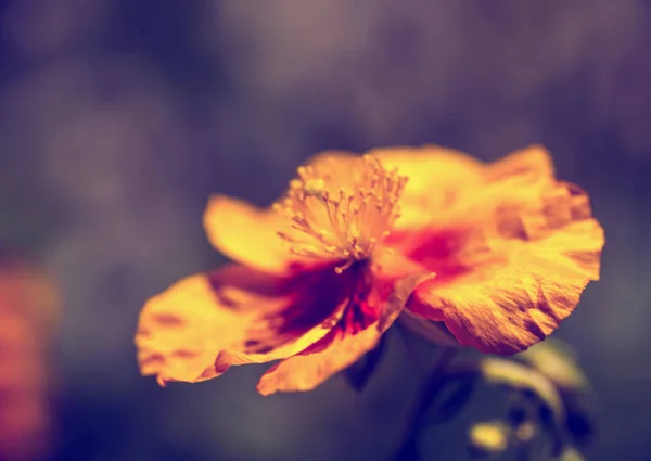 Californië Mooie Poppy Bloem Natuurlijke Abstracte Achtergrond — Stockfoto