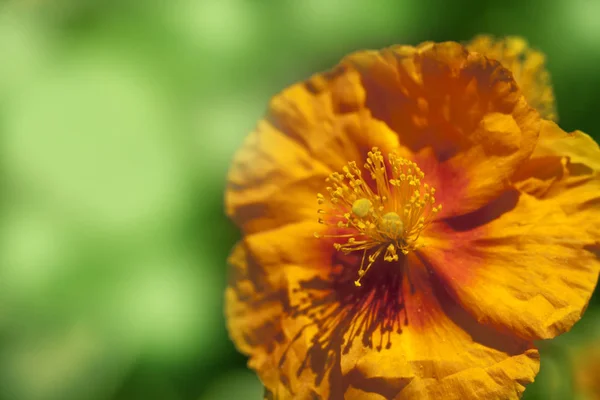 California Beautiful Poppy Flower Natural Abstract Background — Stock Photo, Image