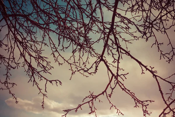 Branches d'arbres sèches en automne — Photo