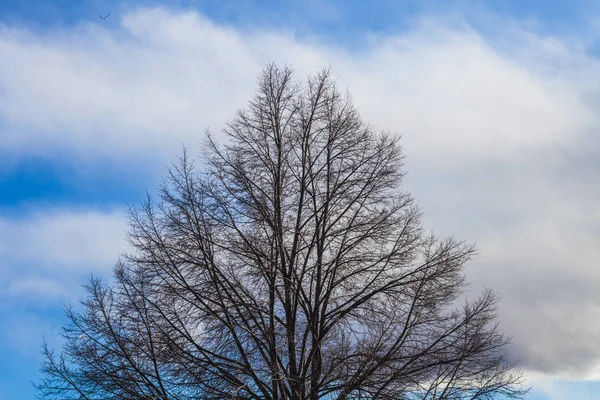 Droge takken in de herfst — Stockfoto