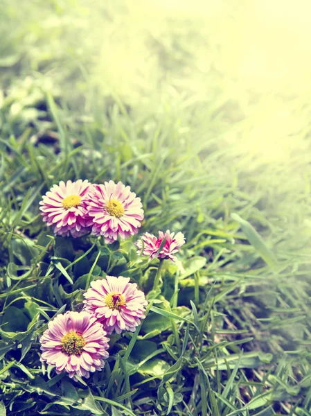 Blooming flowers in garden — Stock Photo, Image