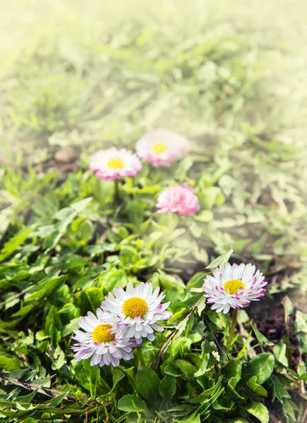 Blooming flowers in garden — Stock Photo, Image