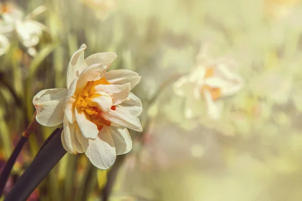 Belas Flores Narciso Branco Sol — Fotografia de Stock