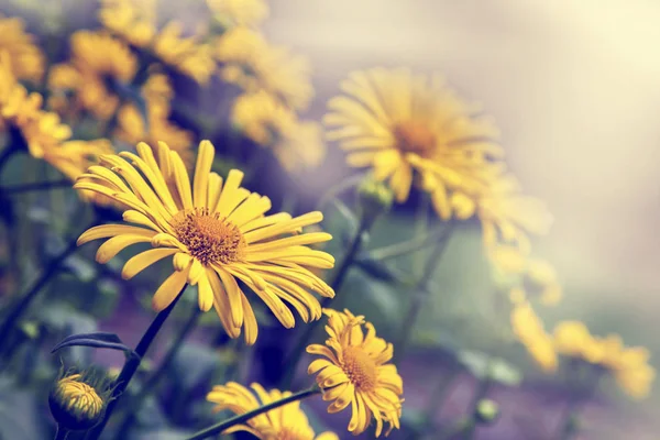 Sárga virágok virágzó mező — Stock Fotó