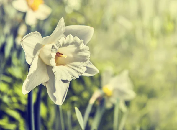 Fresh narcissus flowers — Stock Photo, Image
